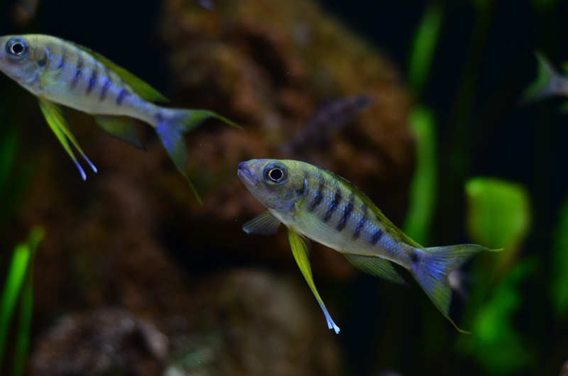 Ophthalmotilapia nasuta 'Kiriza'